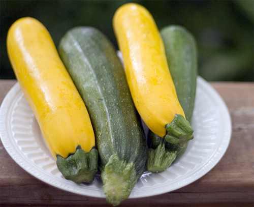 Kết quả hình ảnh cho tác dụng của bí ngòi