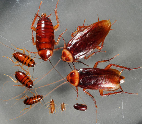 Kết quả hình ảnh cho đuổi rết và gián