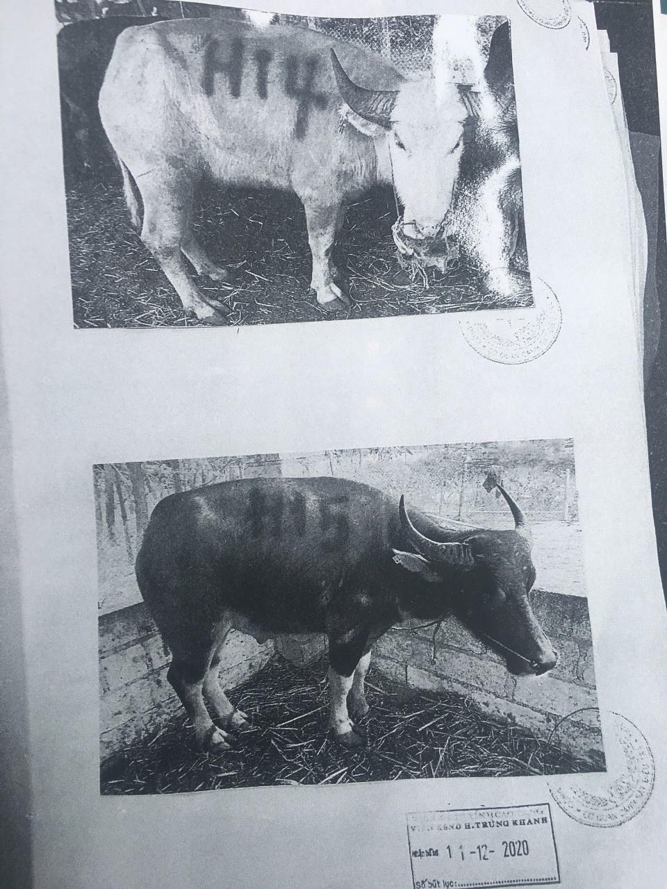 Kỳ án người Tày dắt trâu tại Cao Bằng