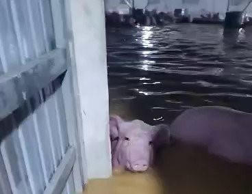 Thanh Hóa: Hơn 1.000 con lợn bị đuối nước và lũ cuốn trôi