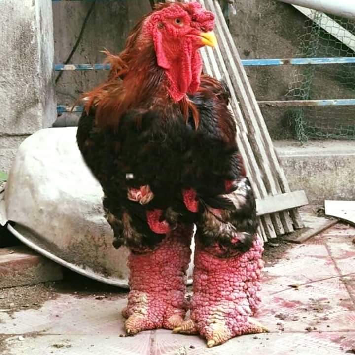 Thực hiện Phong trào thi đua “Cả nước chung sức xây dựng Nông thôn mới” tại tỉnh Hưng Yên giai đoạn 2021 – 2025 