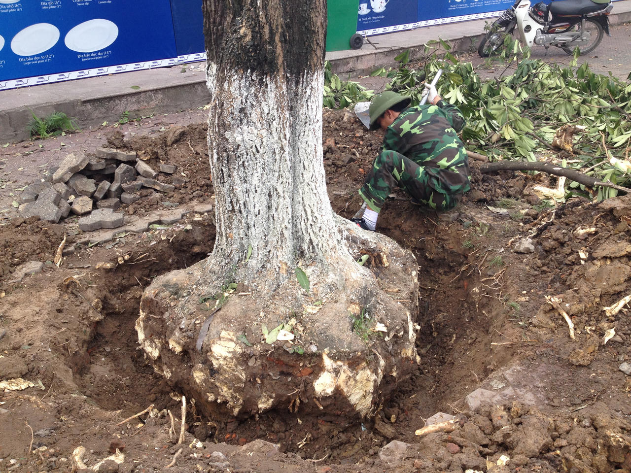 300 cây xanh ở Hải Dương đang chung số phận với cây Hà Nội?