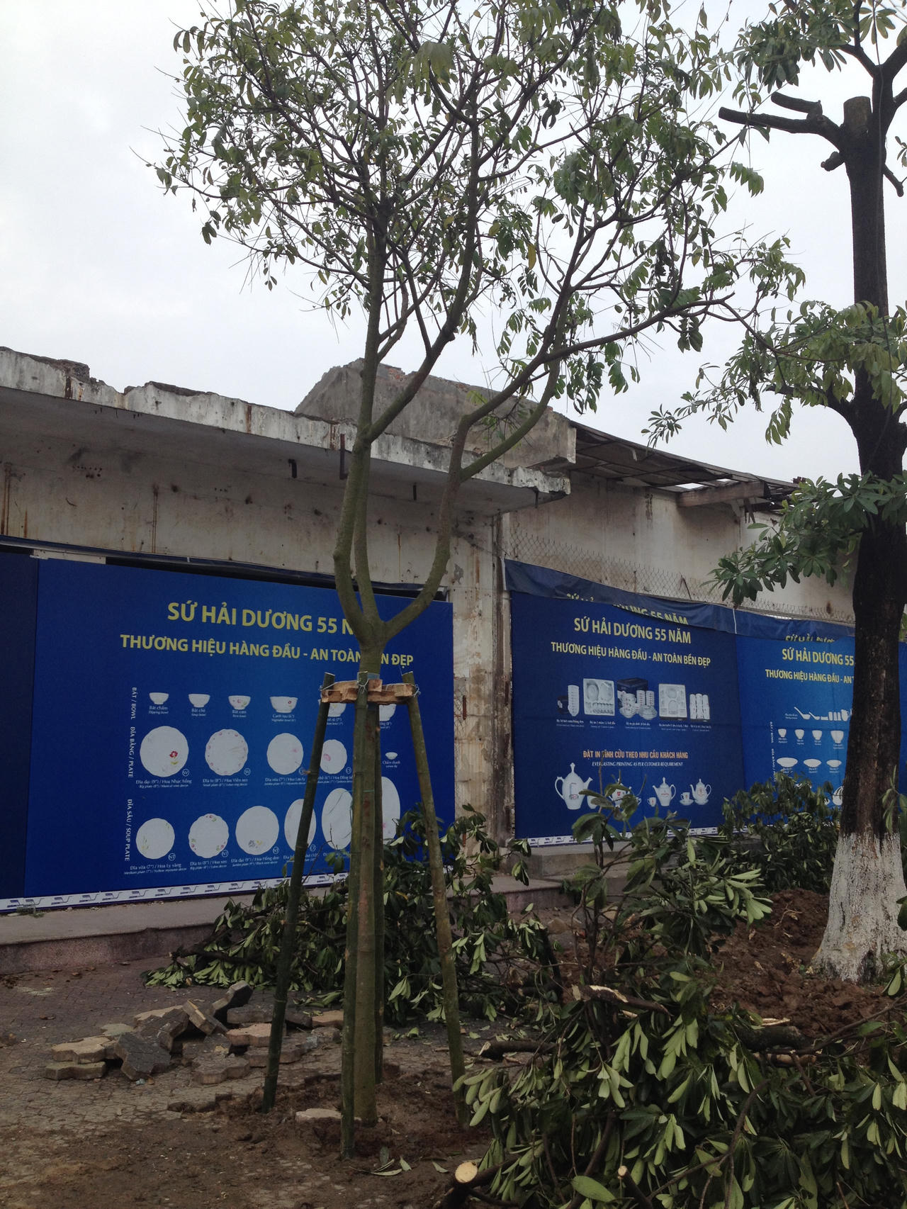 300 cây xanh ở Hải Dương đang chung số phận với cây Hà Nội?