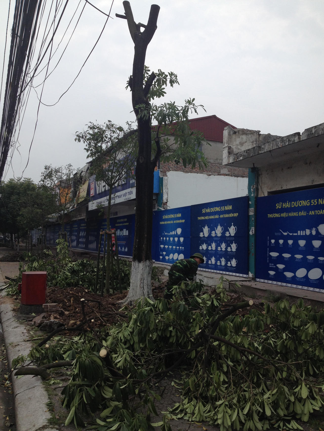 300 cây xanh ở Hải Dương đang chung số phận với cây Hà Nội?