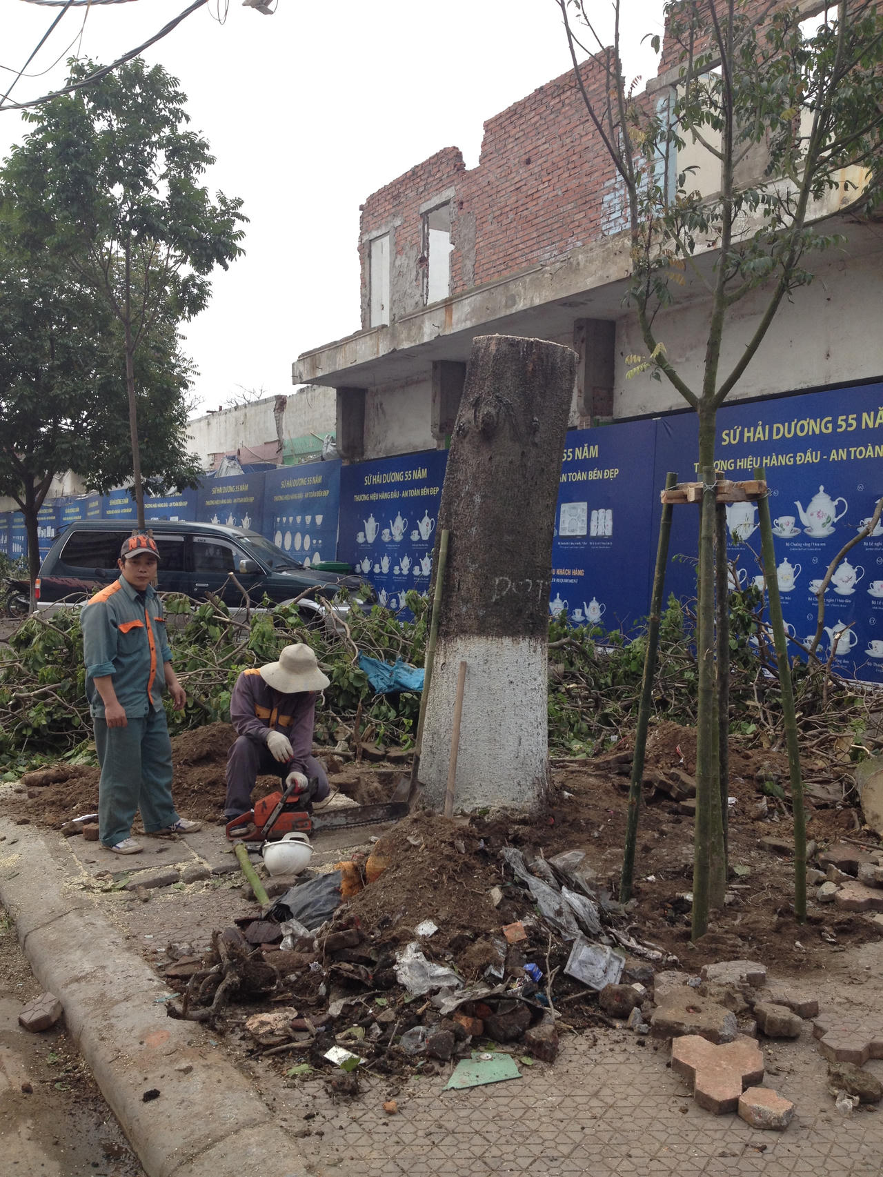 300 cây xanh ở Hải Dương đang chung số phận với cây Hà Nội?