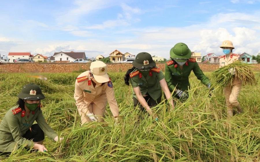 Hình ảnh đẹp về nữ chiến sĩ công an trên cánh đồng mùa gặt