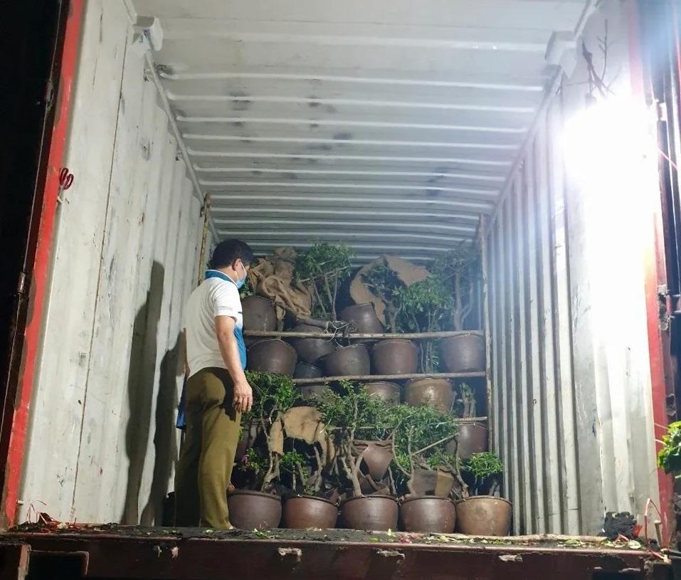 Khởi tố vụ gần 2 tỷ hàng nhập lậu sau những chậu cây hoa giấy