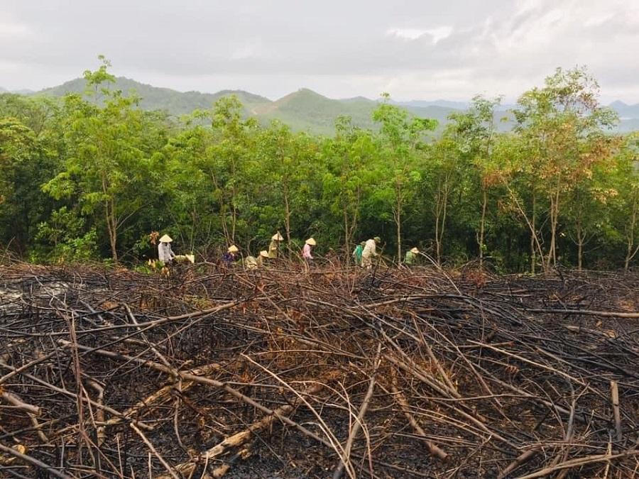 Quảng Bình tiếp tục quan tâm công tác trồng và bảo vệ rừng