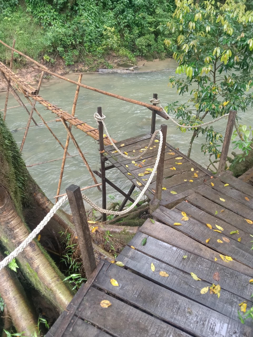 Bố Trạch, Quảng Bình: Buộc khôi phục hiện trạng hàng chục ngàn m2 rừng phòng hộ