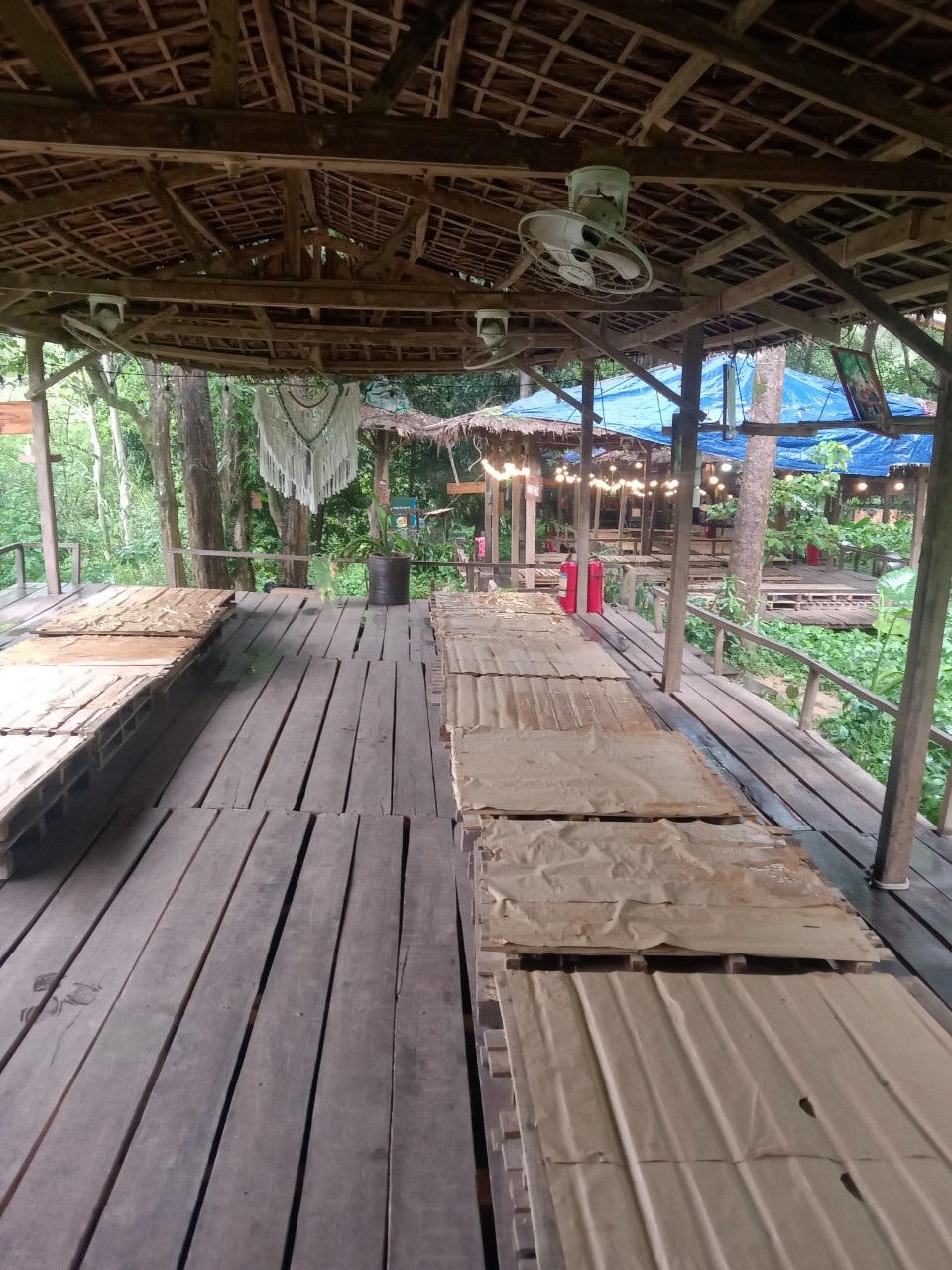 Bố Trạch, Quảng Bình: Buộc khôi phục hiện trạng hàng chục ngàn m2 rừng phòng hộ