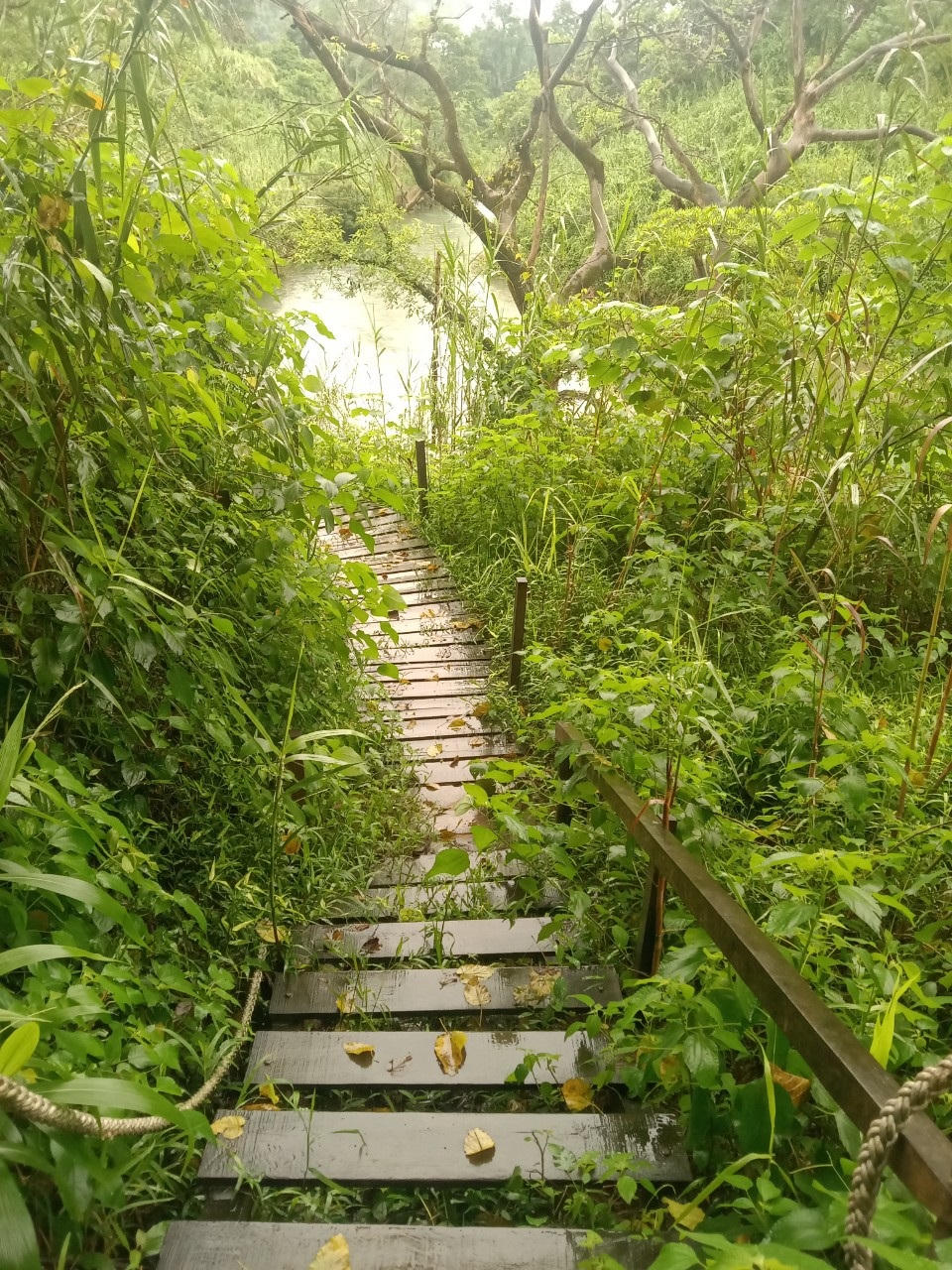 Bố Trạch, Quảng Bình: Buộc khôi phục hiện trạng hàng chục ngàn m2 rừng phòng hộ