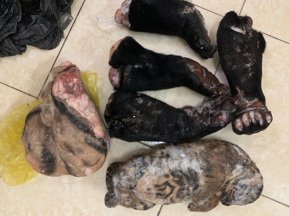 Phát hiện xe khách vận chuyển cá thể nghi là hổ con cùng nhiều hàng lậu 