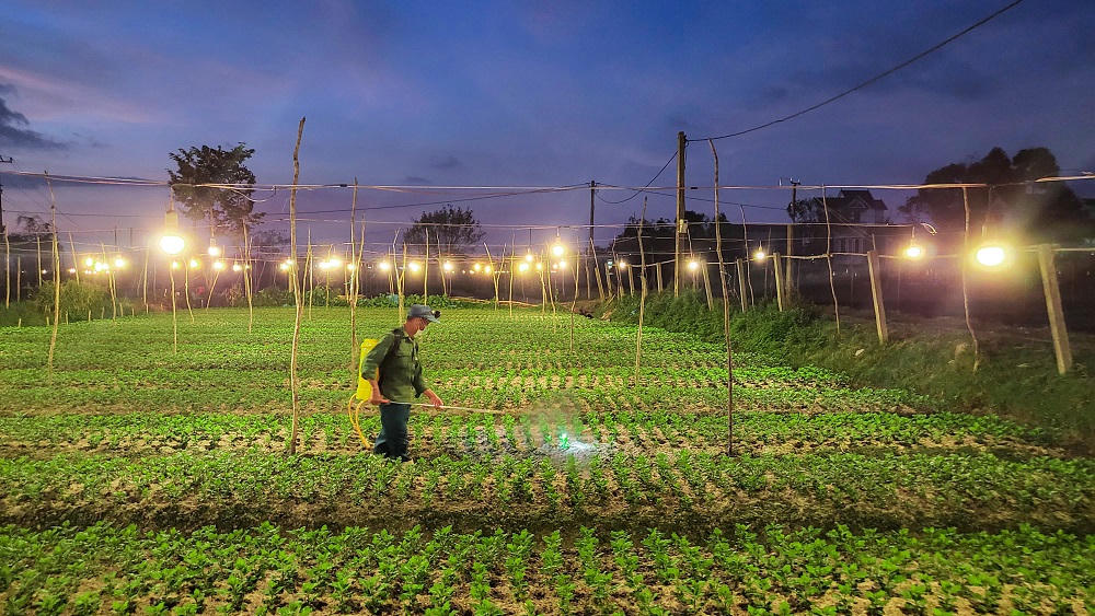 Nông dân Quảng Bình chong đèn thâu đêm “nuôi” hoa Tết