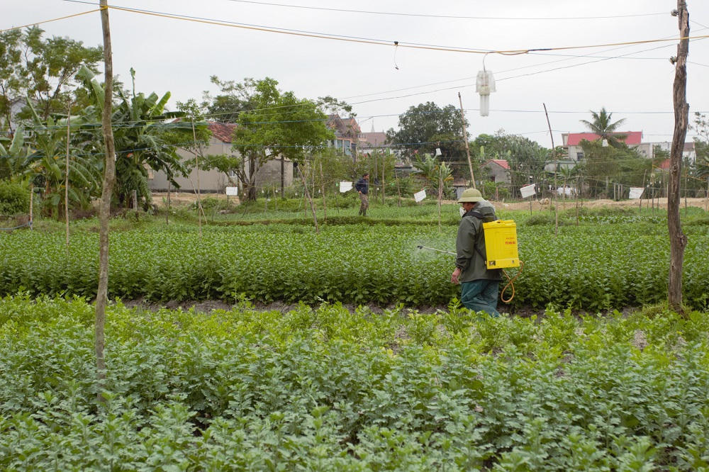 Nông dân Quảng Bình chong đèn thâu đêm “nuôi” hoa Tết
