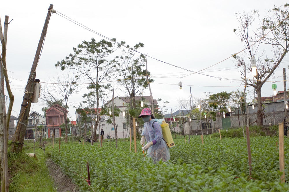 Nông dân Quảng Bình chong đèn thâu đêm “nuôi” hoa Tết