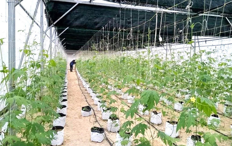 Võ Ninh "thay da, đổi thịt" nhờ xây dựng nông thôn mới