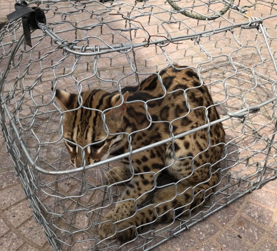 Người dân giao nộp mèo rừng trong Sách đỏ Việt Nam 