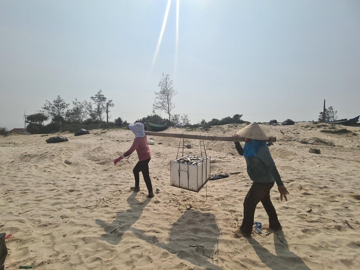 Trúng luồng cá đù, ngư dân Quảng Bình dựng lều gỡ cá 