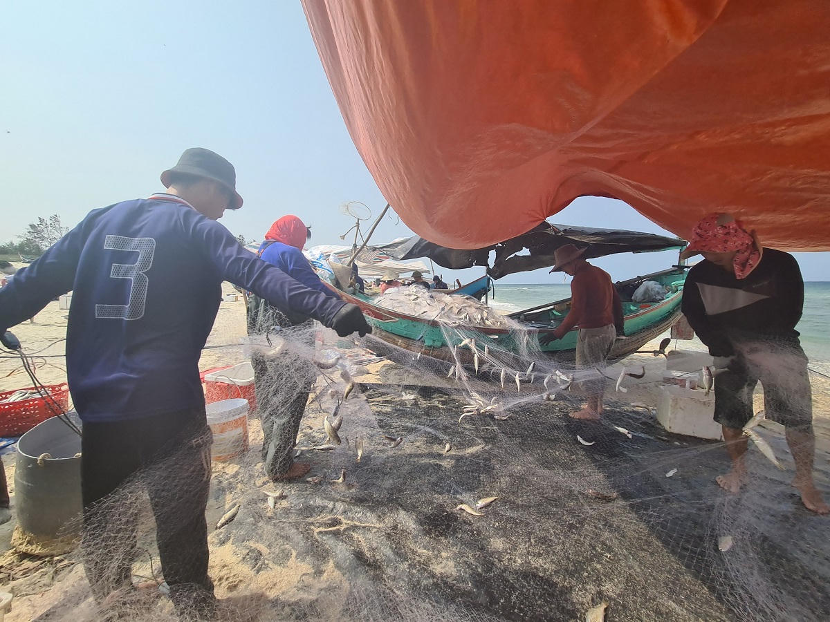 Trúng luồng cá đù, ngư dân Quảng Bình dựng lều gỡ cá 