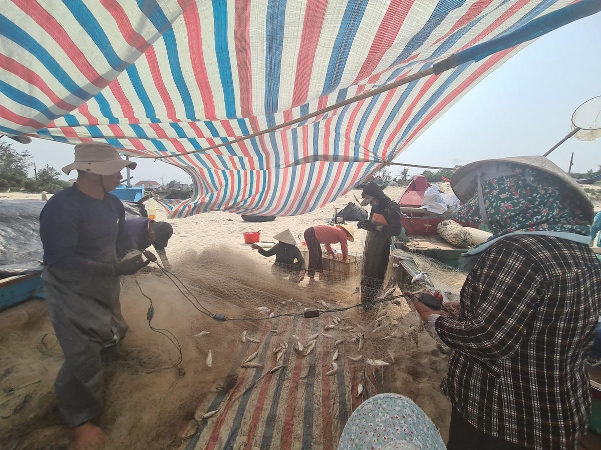 Trúng luồng cá đù, ngư dân Quảng Bình dựng lều gỡ cá 