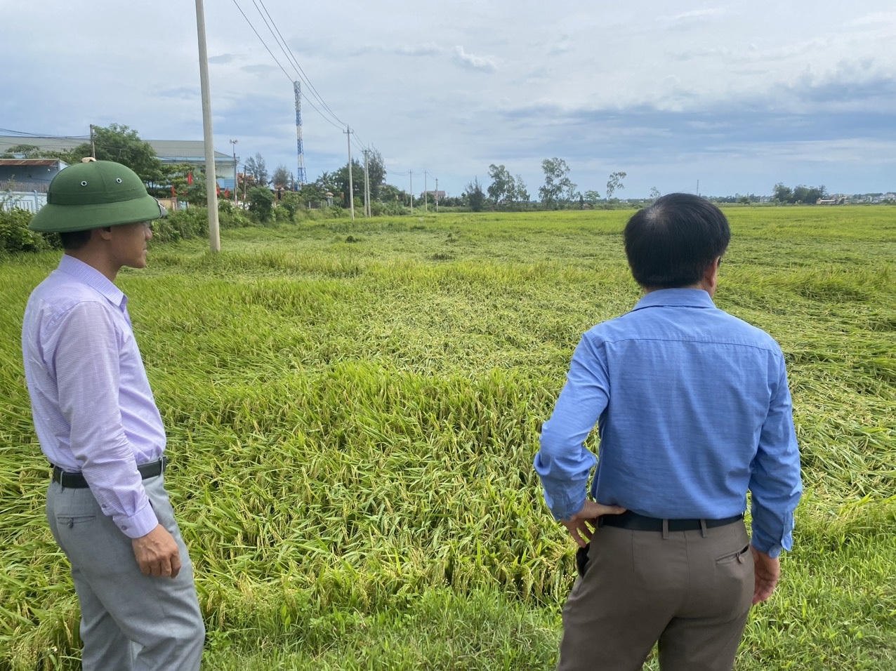 Mưa gió bất thường làm gãy đổ gần 6.000 ha lúa chín ở Quảng Bình