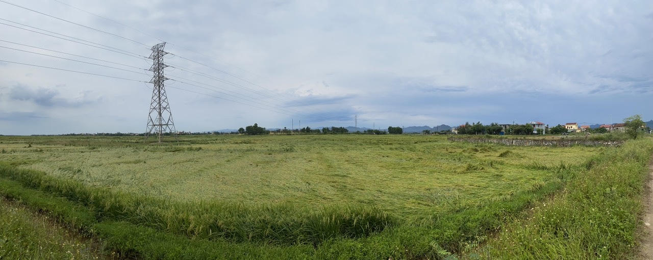 Mưa gió bất thường làm gãy đổ gần 6.000 ha lúa chín ở Quảng Bình