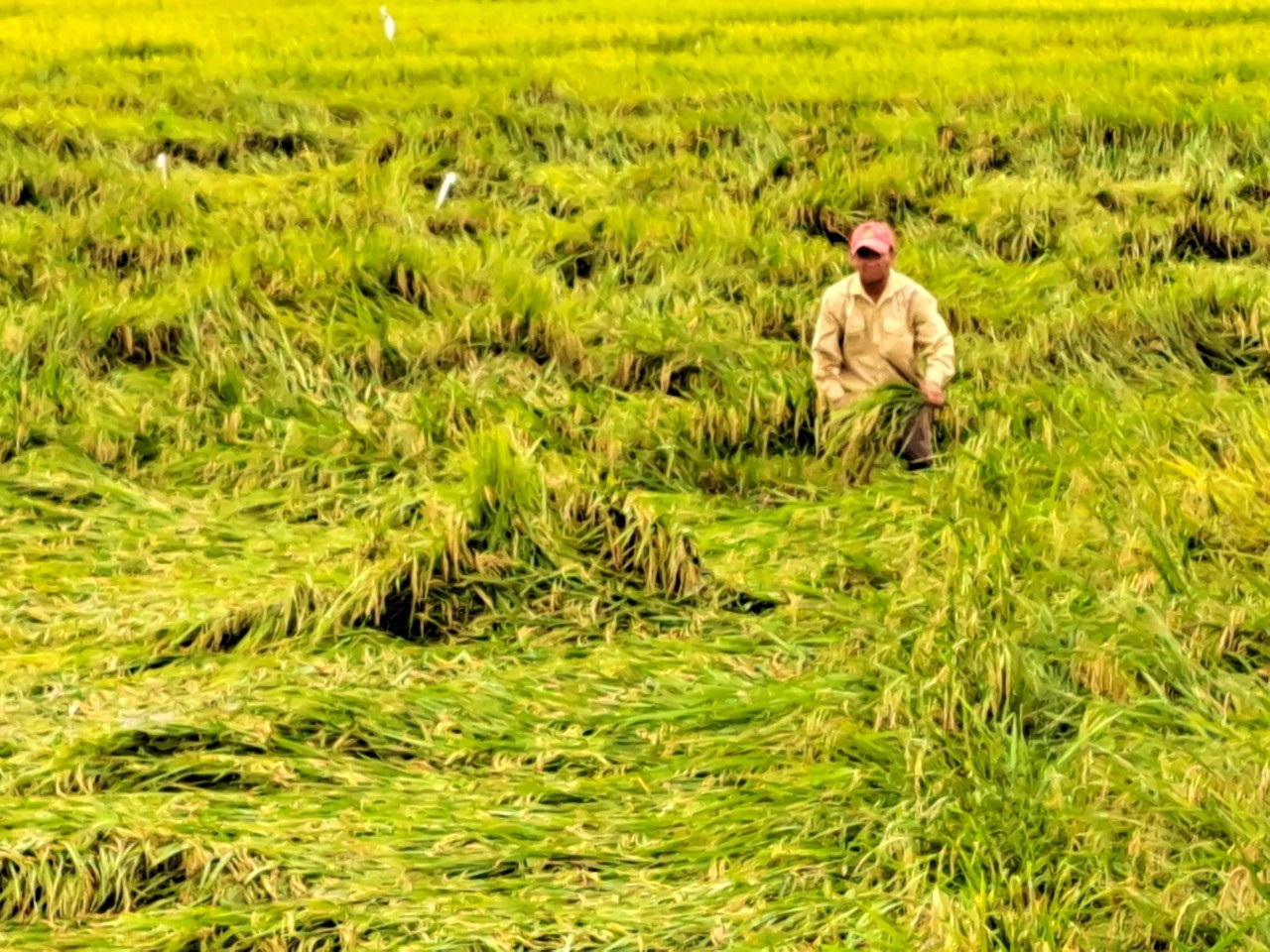 Mưa gió bất thường làm gãy đổ gần 6.000 ha lúa chín ở Quảng Bình