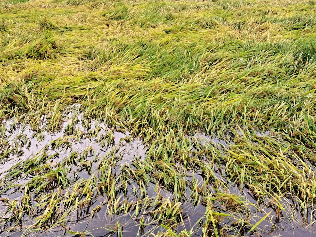 Mưa gió bất thường làm gãy đổ gần 6.000 ha lúa chín ở Quảng Bình