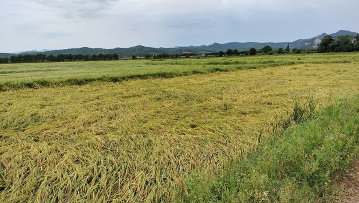 Mưa gió bất thường làm gãy đổ gần 6.000 ha lúa chín ở Quảng Bình