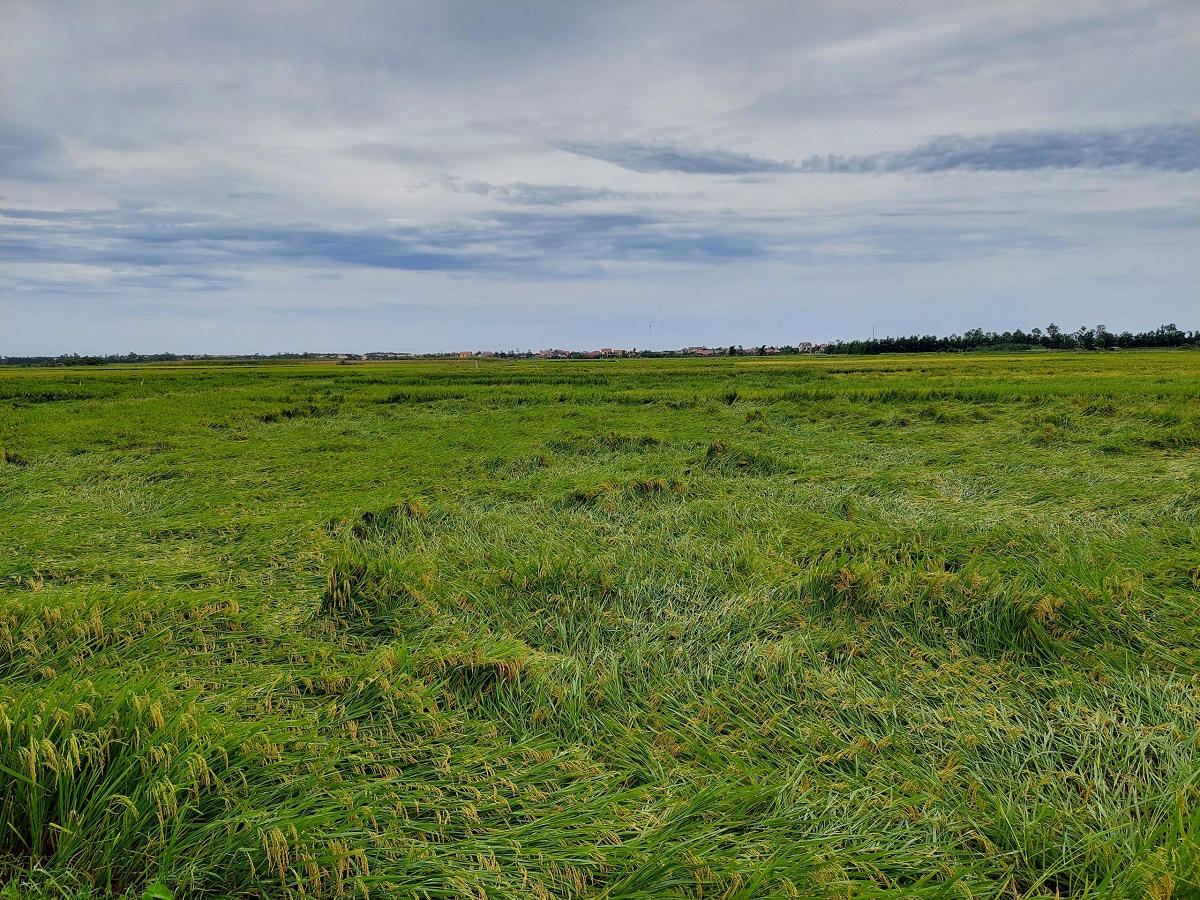 Mưa gió bất thường làm gãy đổ gần 6.000 ha lúa chín ở Quảng Bình