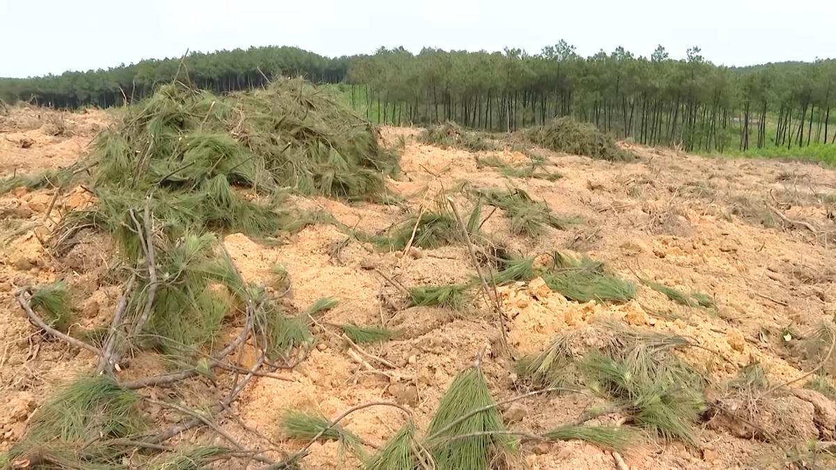 Kỷ luật Khiển trách nguyên Chủ tịch xã về hành vi phá rừng