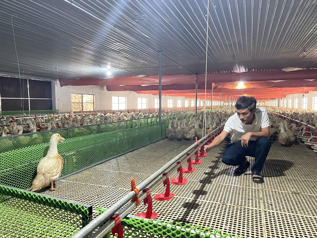 Mô hình nuôi vịt công nghệ cao, hướng đi mới để phát triển chăn nuôi theo hướng bền vững