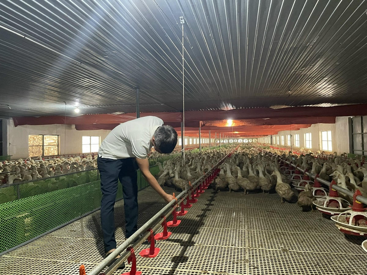 Mô hình nuôi vịt công nghệ cao, hướng đi mới để phát triển chăn nuôi theo hướng bền vững