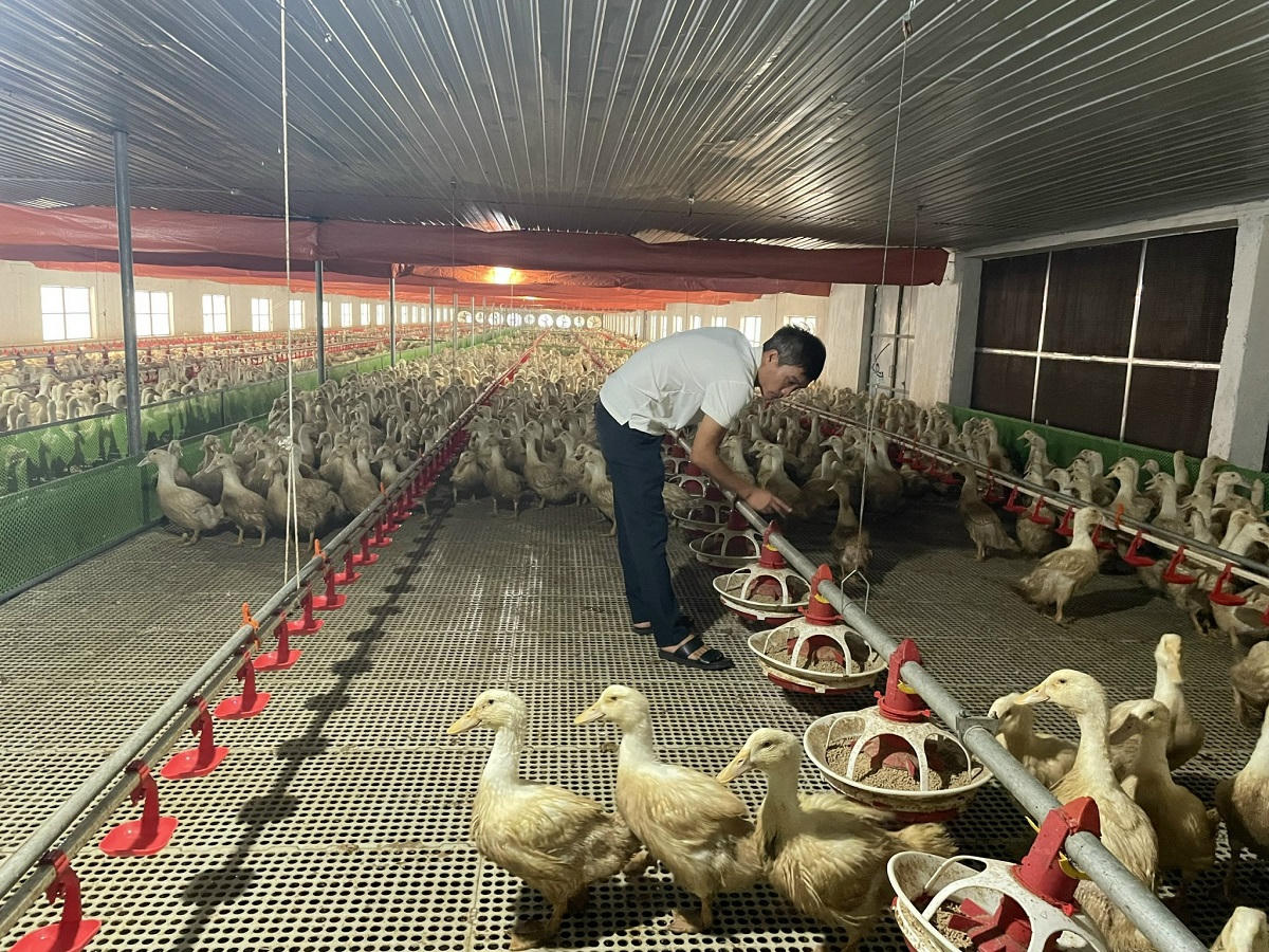 Mô hình nuôi vịt công nghệ cao, hướng đi mới để phát triển chăn nuôi theo hướng bền vững