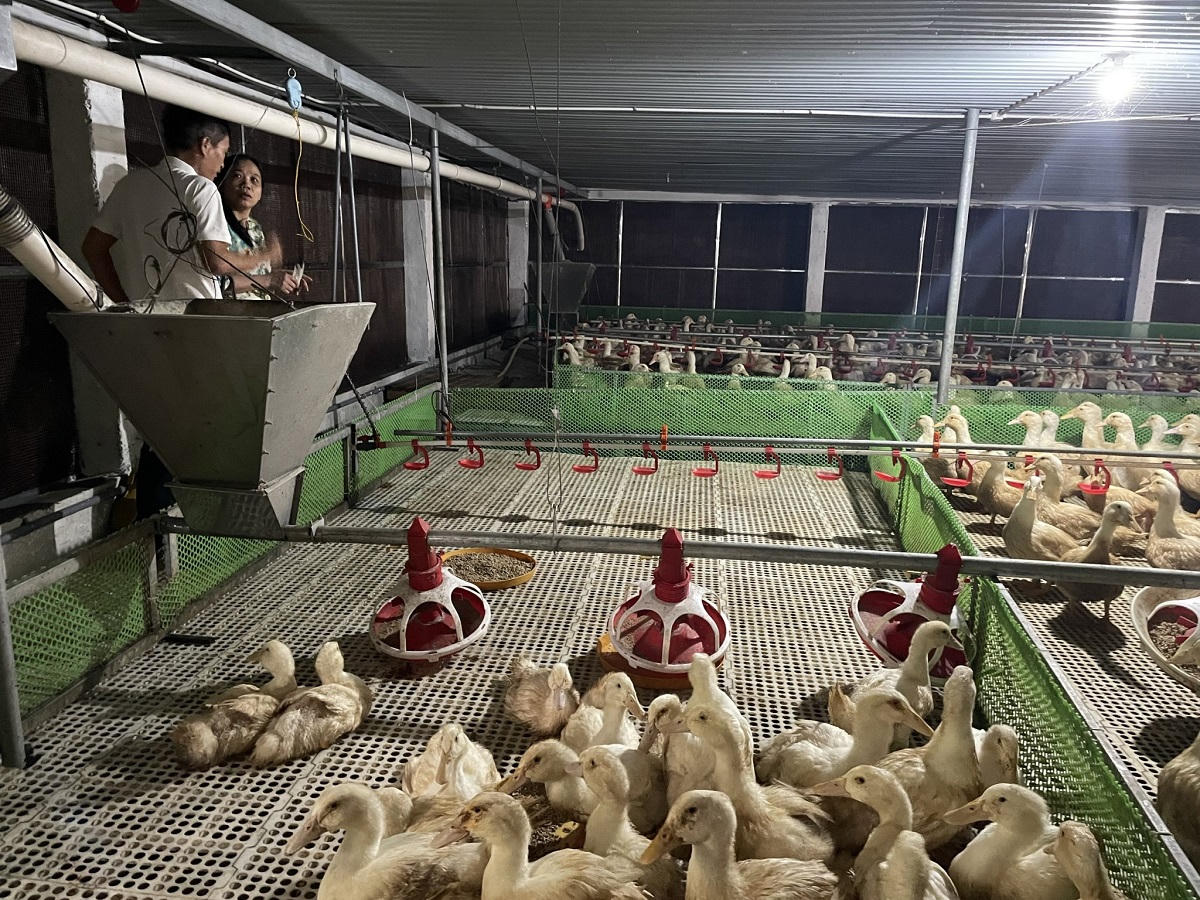 Mô hình nuôi vịt công nghệ cao, hướng đi mới để phát triển chăn nuôi theo hướng bền vững