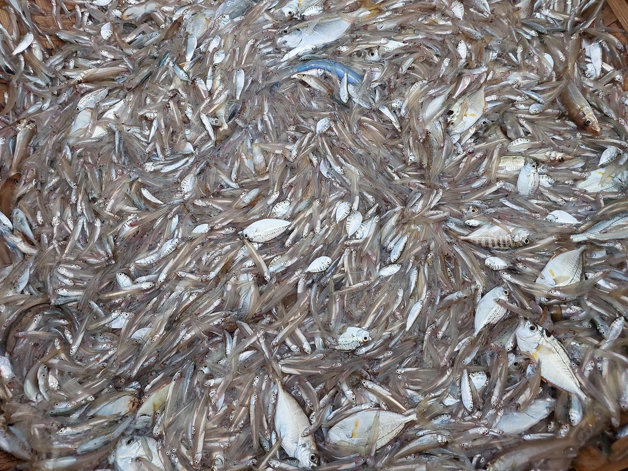 Ngư dân Quảng Bình phấn khởi trúng vụ cá cơm 