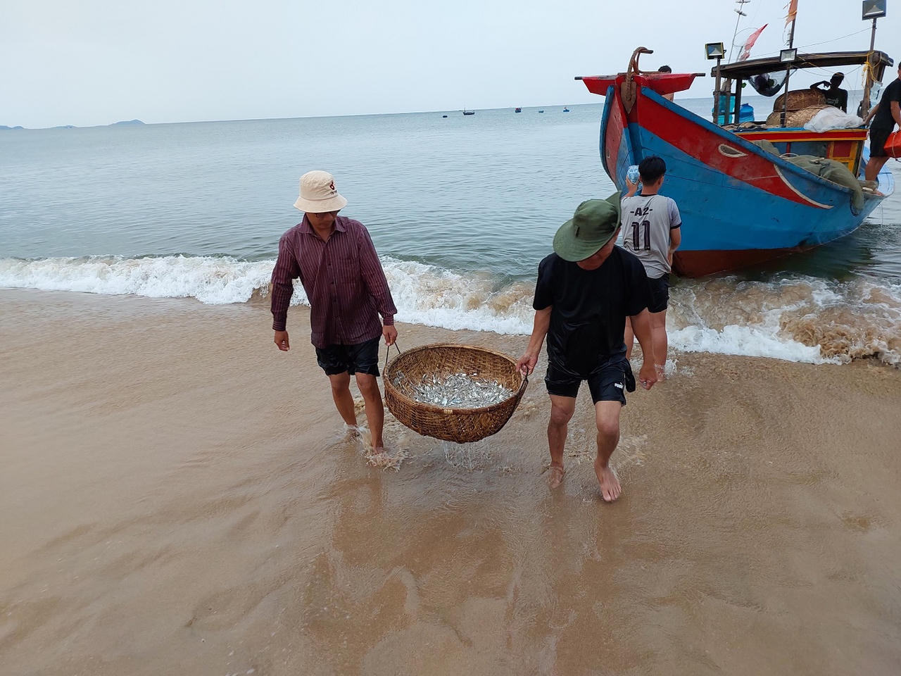 Ngư dân Quảng Bình phấn khởi trúng vụ cá cơm 