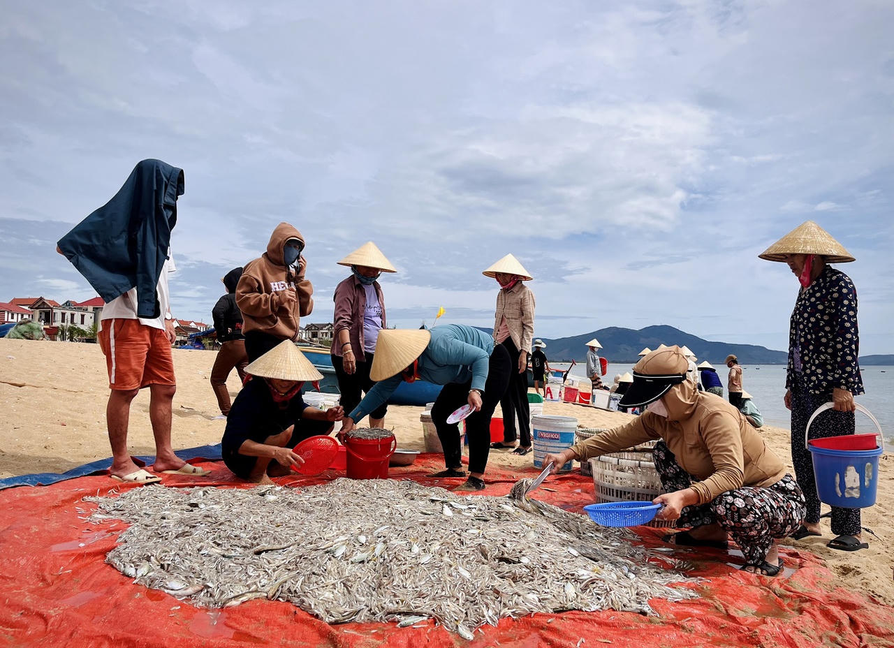 Ngư dân Quảng Bình phấn khởi trúng vụ cá cơm 