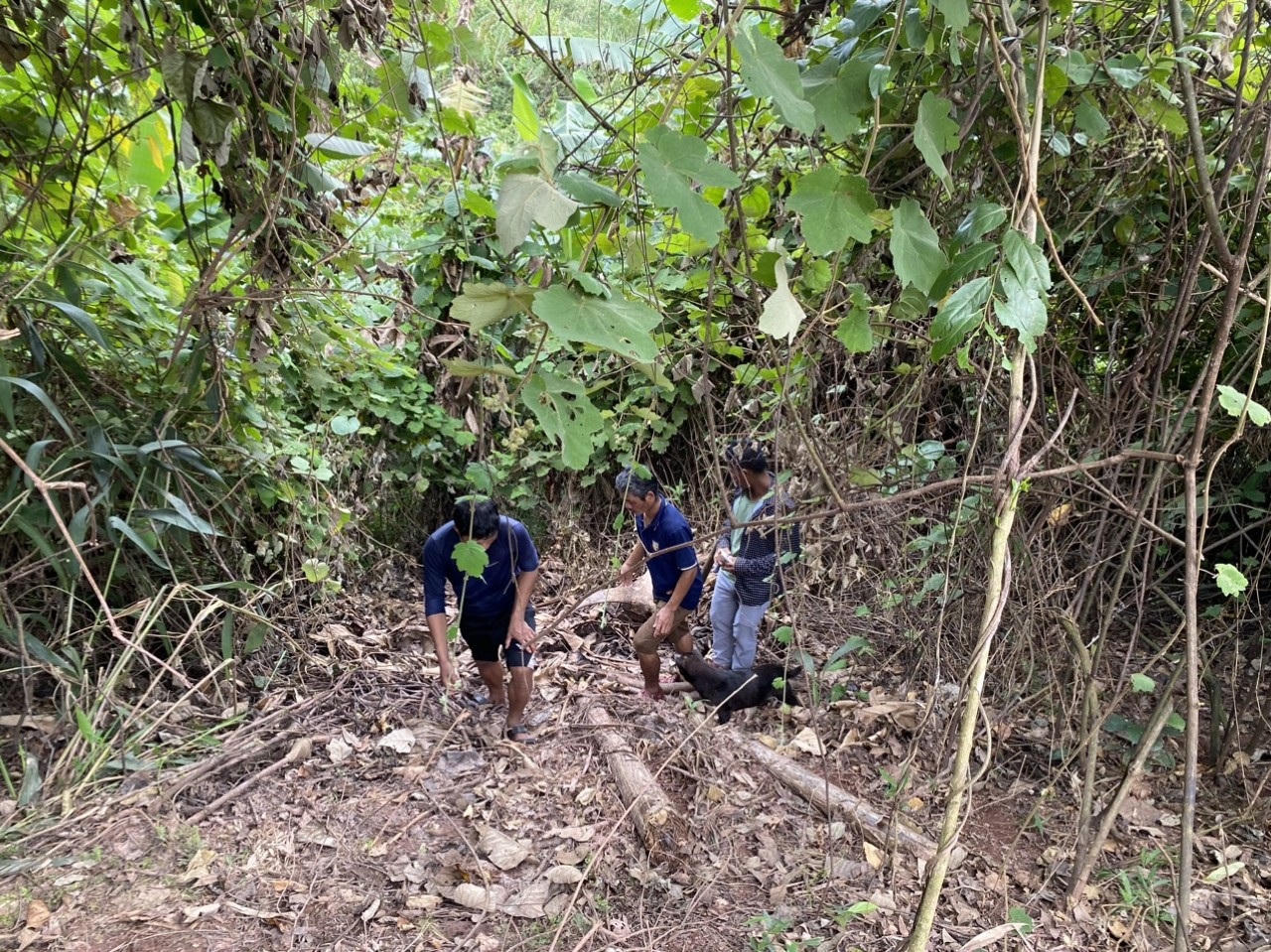 Bắt 3 đối tượng trộm trâu rồi xẻ thịt chia nhau