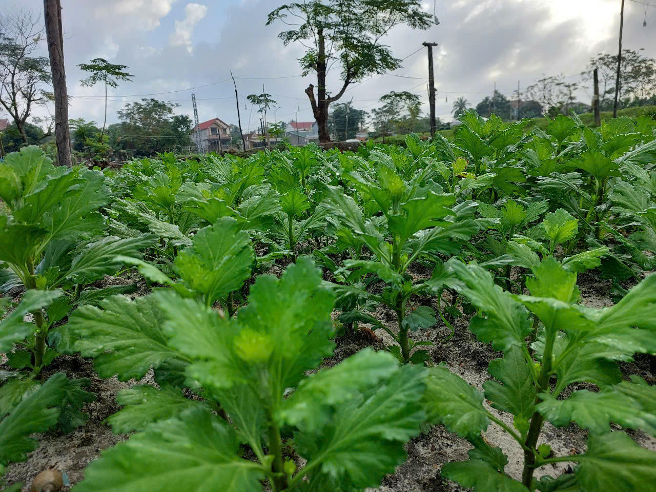 Làng hoa lớn nhất Quảng Bình xuống giống với nhiều kỳ vọng