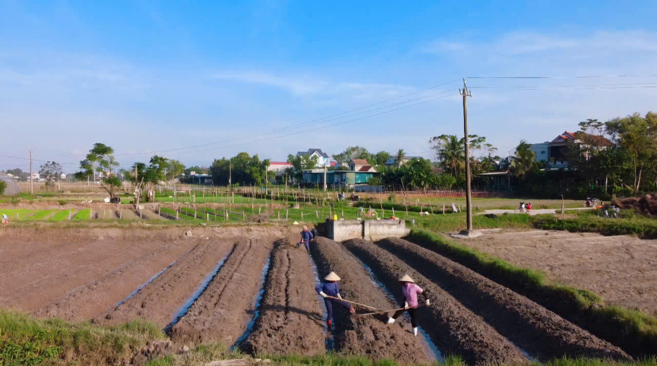 Làng hoa lớn nhất Quảng Bình xuống giống với nhiều kỳ vọng