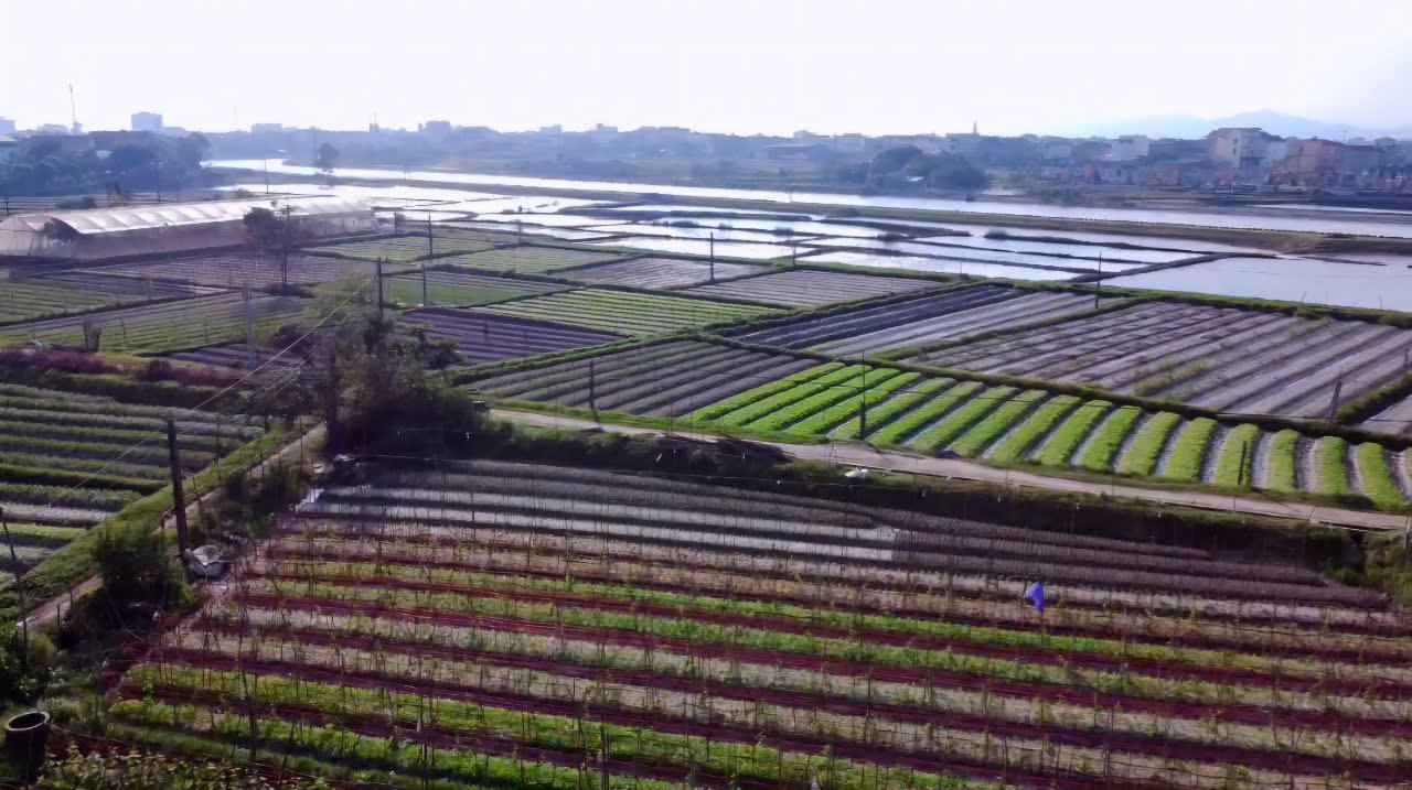 Làng hoa lớn nhất Quảng Bình xuống giống với nhiều kỳ vọng