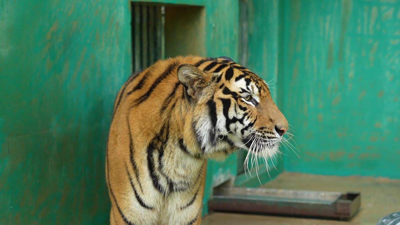 Thêm không gian sống cho 7 cá thể hổ Đông Dương ở Quảng Bình