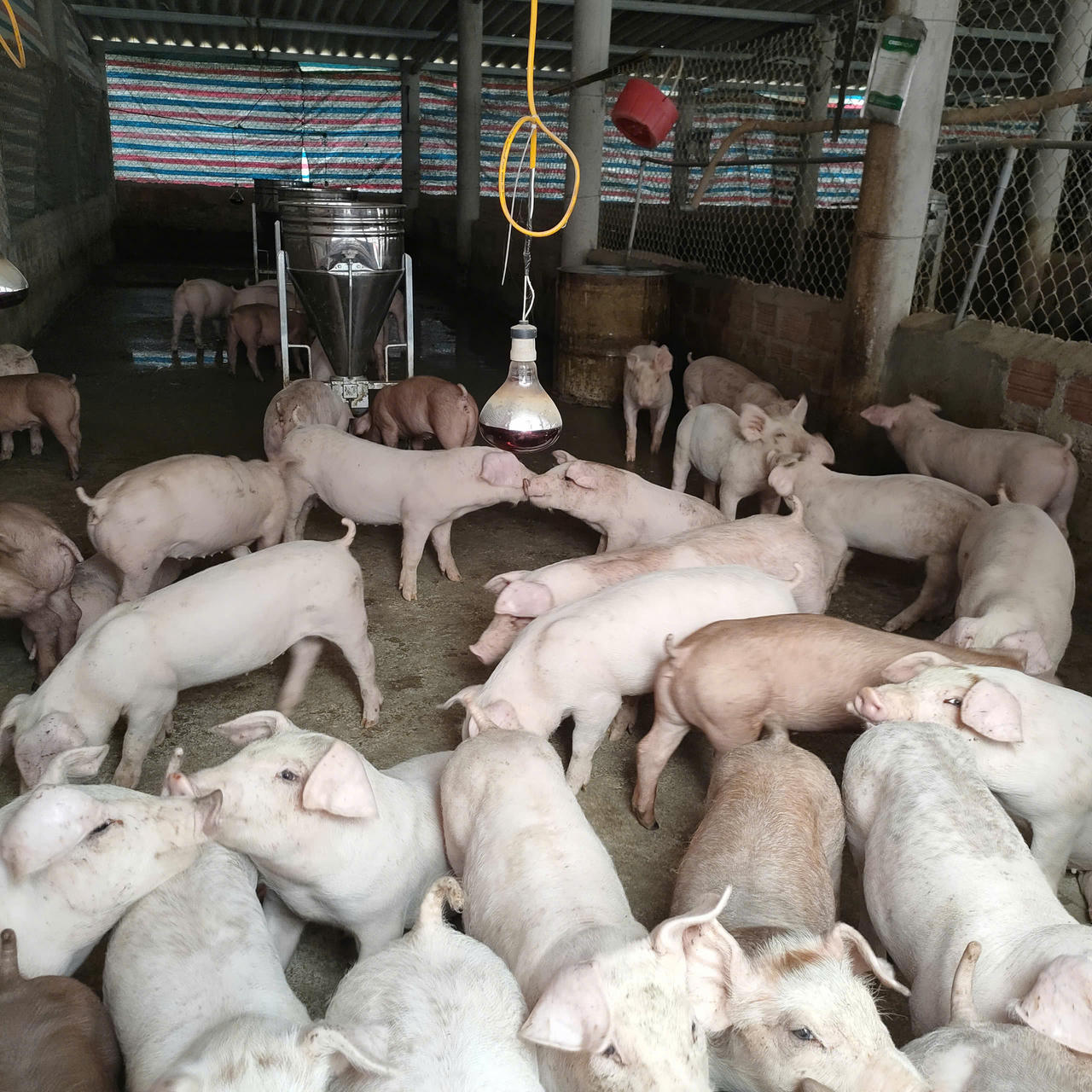 Vùng ven biển bãi ngang khởi sắc nhờ nguồn vốn giảm nghèo