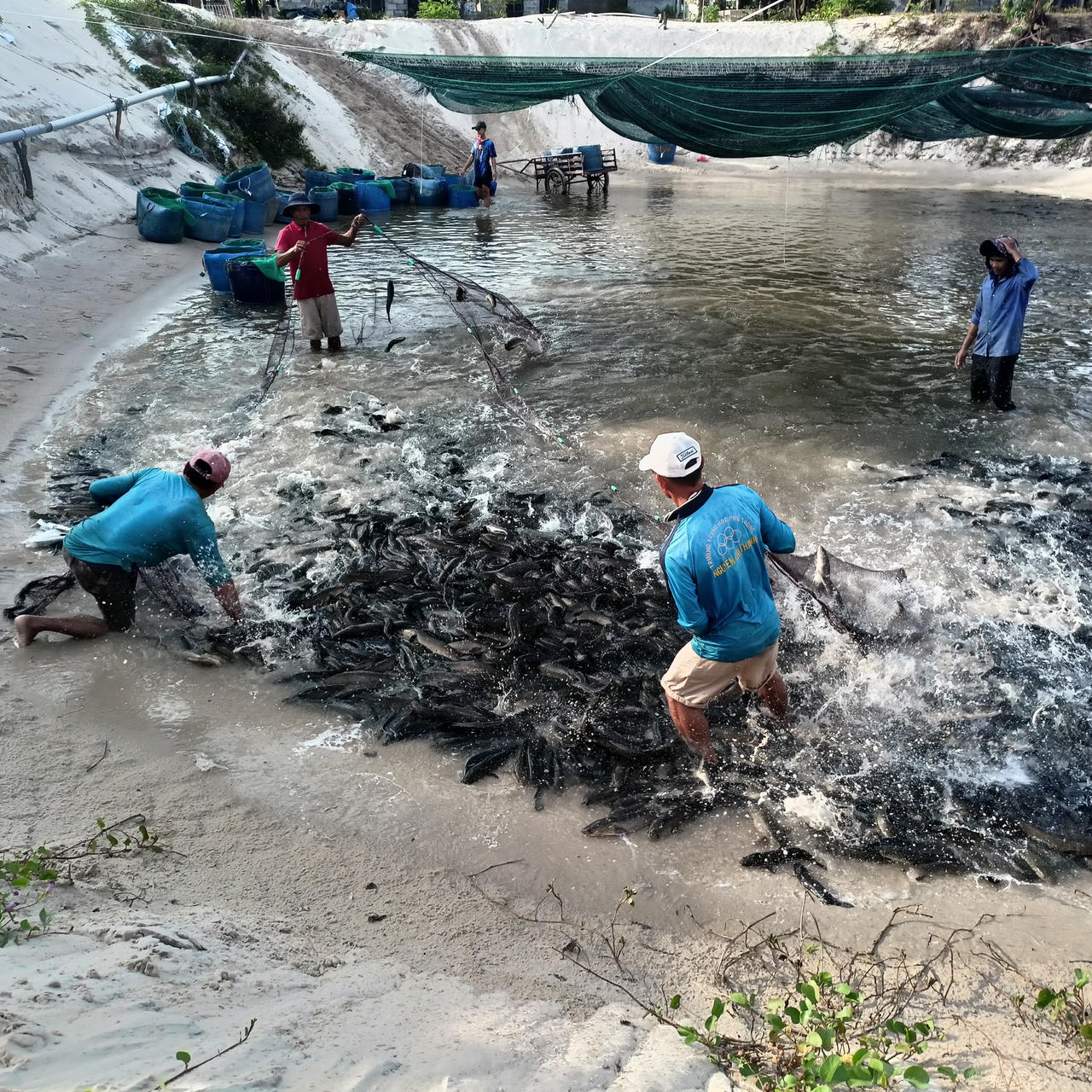 Vùng ven biển bãi ngang khởi sắc nhờ nguồn vốn giảm nghèo