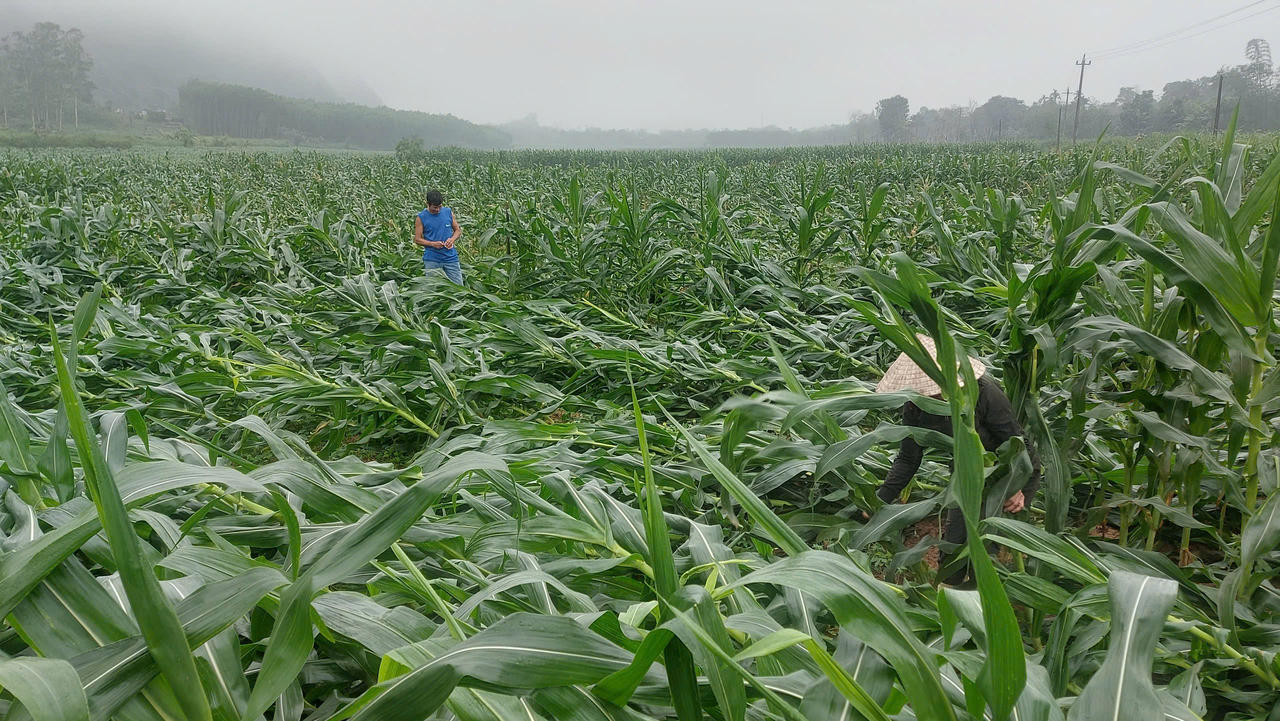 Giông lốc kèm gió lớn khiến nhiều diện tích ngô ở Quảng Bình bị đổ ngã 