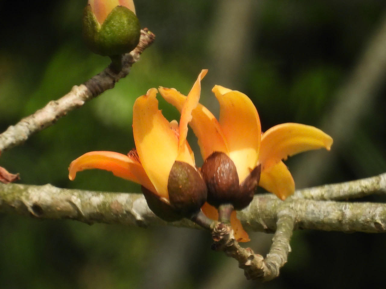 Ngắm cây gạo di sản đầu tiên ở Quảng Bình khoe sắc mỗi độ tháng ba về