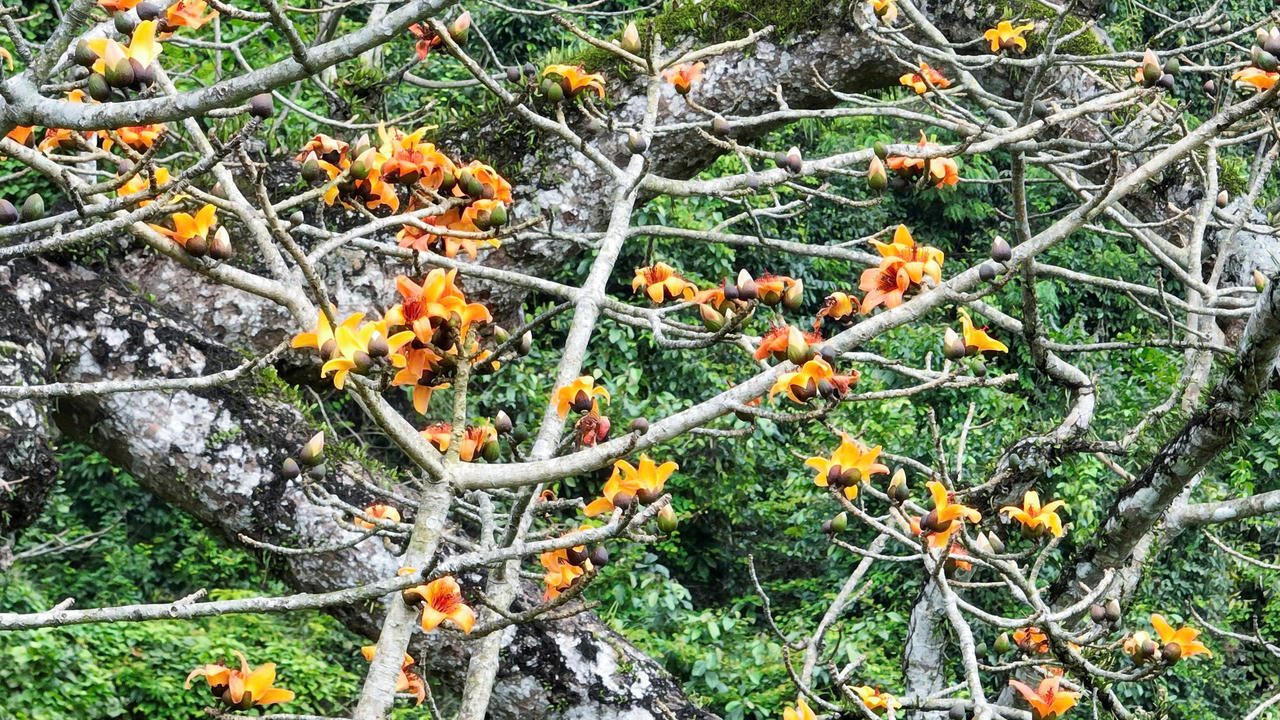 Ngắm cây gạo di sản đầu tiên ở Quảng Bình khoe sắc mỗi độ tháng ba về