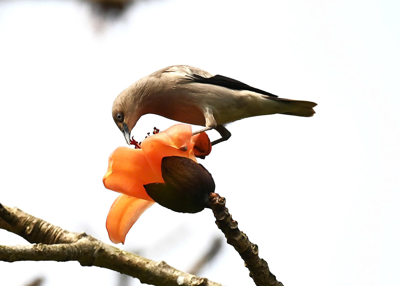 Ngắm cây gạo di sản đầu tiên ở Quảng Bình khoe sắc mỗi độ tháng ba về