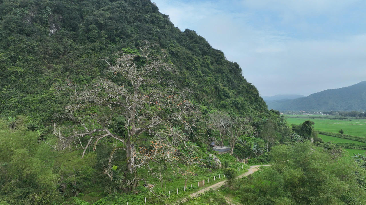 Ngắm cây gạo di sản đầu tiên ở Quảng Bình khoe sắc mỗi độ tháng ba về